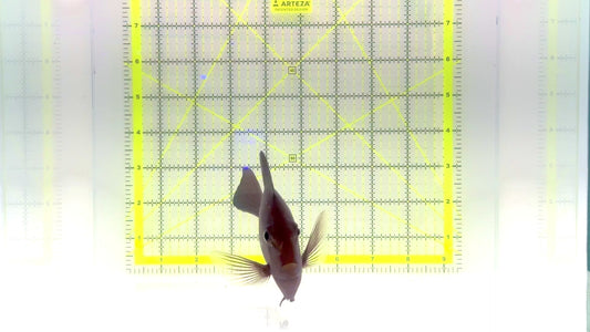 Mata Tang MT102801 WYSIWYG Size: L 6.5" approx