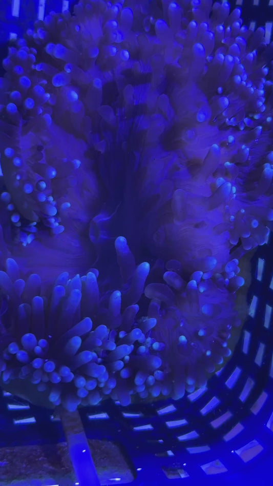 White Bubble Tip Anemone WBTA121001 WYSIWYG Size: XL 5" to 6"