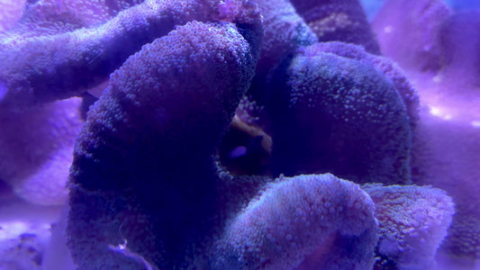 Mertensii Carpet Anemone MCA071902 WYSIWYG Size: Show XXL 16" And Above