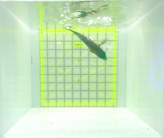 Princess Parrotfish PP112304 WYSIWYG Size: L 5"