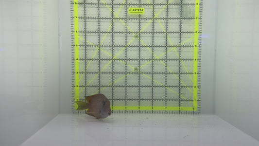 Blue Eye Kole Tang BEKT102301 WYSIWYG Size: XL 4.25" approx