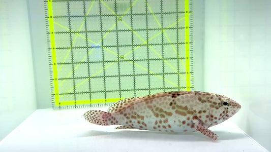 Multi Color Spotted Grouper/ Honeycomb Grouper MCSG102201 WYSIWYG Size: SHOW 8"