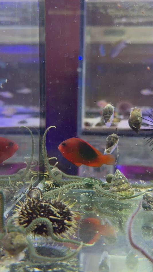 Red Fire Saddle Clownfish RFSC061301 WYSIWYG Size: M 3" approx