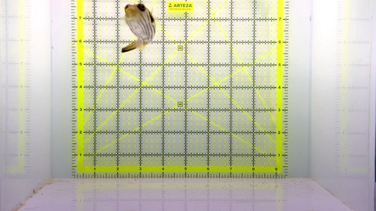 Manila Lined Pufferfish MLP103001 WYSIWYG Size: S 3"