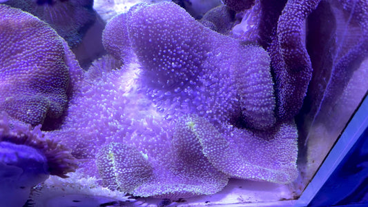 Mertensii Carpet Anemone MCA071901 WYSIWYG Size: Show XXL 16" And Above