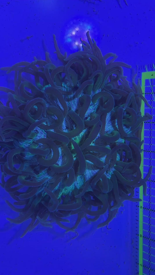 Neon Green Long Tentacle Anemone NGLT122701 WYSIWYG Size L: 7" to 9"