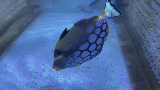 Clown Triggerfish CT083101 WYSIWYG Size: L 6"