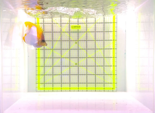 Pyramid Diamond Butterflyfish PDB111103 WYSIWYG Size: M 4"