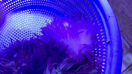 Purple Long Tentacle Anemone PLTA071901 WYSIWYG Size: M 4" to 5" approx