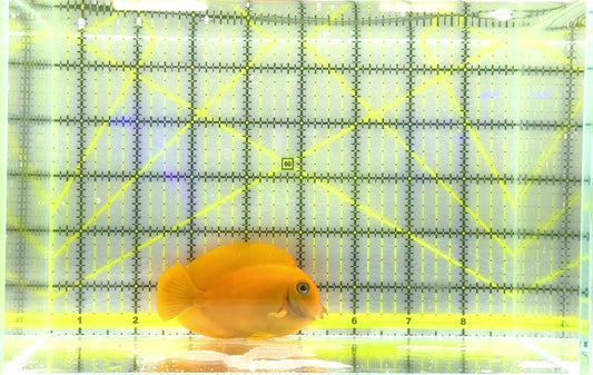 Yellow Mimic Tang (Chocolate Tang When it is Adult) YMT062801 WYSIWYG Size: M 3.25" approx