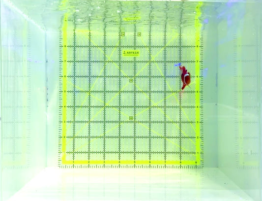 White Stripe Maroon Clownfish WMC120701 WYSIWYG Size: M 2.25"