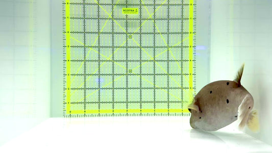 Dogface PufferFish DPF092101 WYSIWYG Size: XL 6"