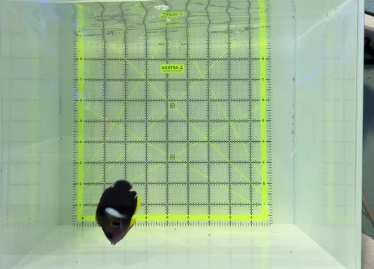 Keyhole Angelfish KA120801 WYSIWYG Size: M 2.25"