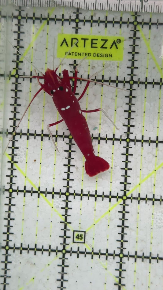 Fire Shrimp FS091603 WYSIWYG Size: XL 2"