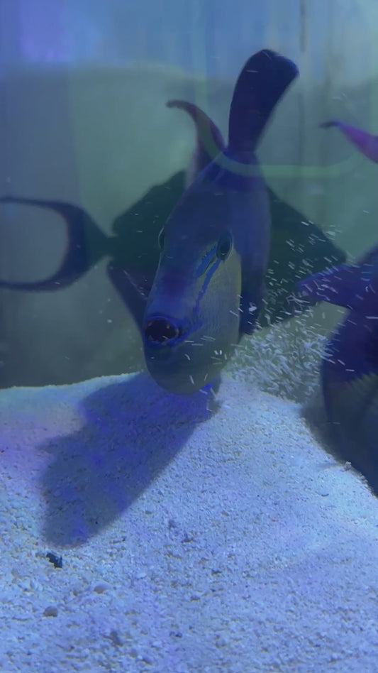 Niger Triggerfish NT072302 WYSIWYG Size: SHOW 8.25" approx