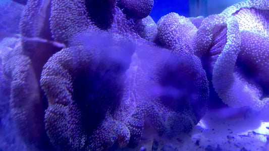 Mertensii Carpet Anemone MCA071904 WYSIWYG Size: Show XXL 16" And Above