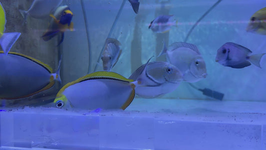 Blonde Naso Tang Streamers NT071903 WYSIWYG Size: XXL Streamers 7.25" approx (Maldives Special Grade)
