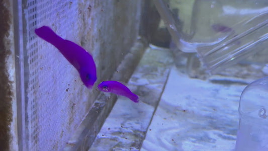 Strawberry Dottyback SD090302 WYSIWYG Size: S 2" approx
