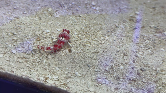 Red Scooter Dragonet RSD101103 WYSIWYG Size: S 1.25"