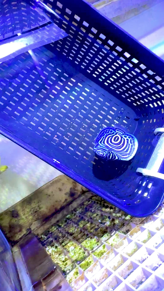 Emperor Angelfish Juvenile EAJ101101 WYSIWYG Size: L 3.25"