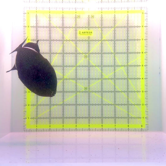 Black Triggerfish BT110102 WYSIWYG Size: XL 5.5"