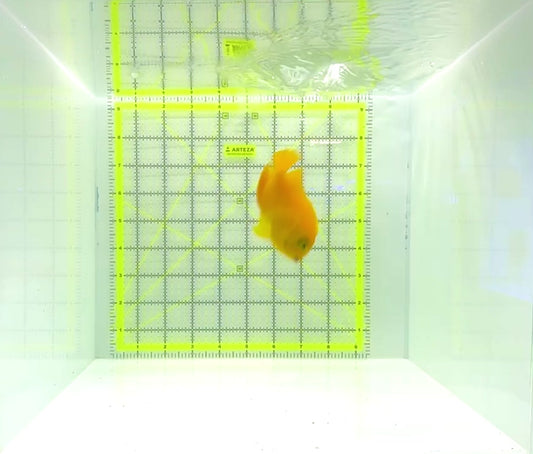 Herald's Angelfish HA112201 WYSIWYG Size: L 3.5"