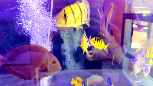 Gold Black Pilot Fish GBF051502 WYSIWYG Size: L 5"