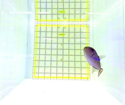 Female Blue Throat Triggerfish (Reefsafe) FBT112201 WYSIWYG Size: M 4"