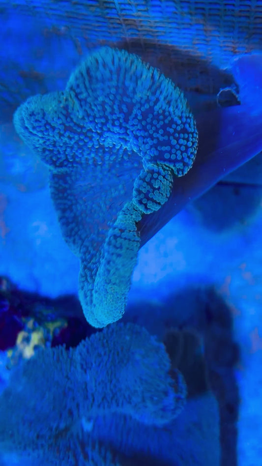 Green Carpet Anemone (Haddoni) GCA093002 WYSIWYG Size: S 2" to 4"