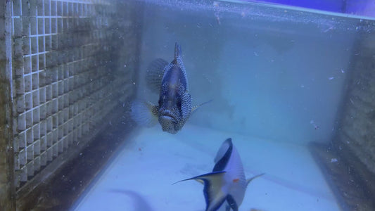 Clown Grouper Size: XXL 7" to 8" (Solomon Islands Special Grade)