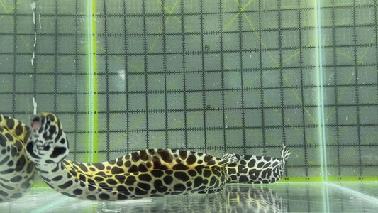 Tessellata Eel TE101101 WYSIWYG Size: ML 14" approx