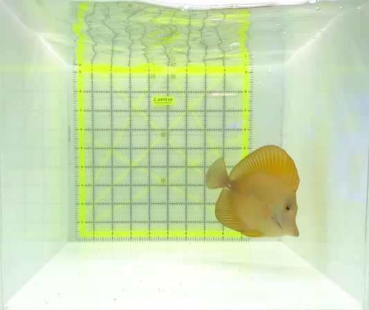 Rare Hybrid Scopas Tang RHST112301 WYSIWYG Size: XL 5.25"