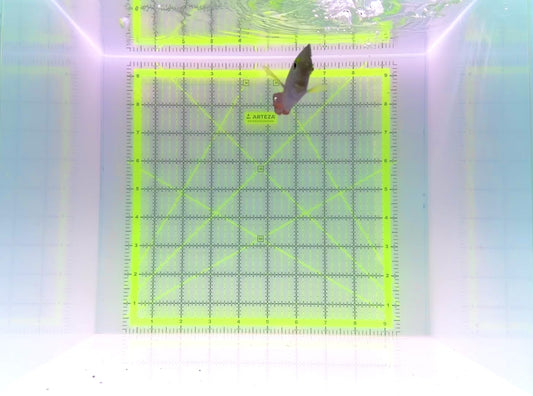 Yellow Eye Kole Tang (Spotted) YEKT110103 WYSIWYG Size: M 3.75"