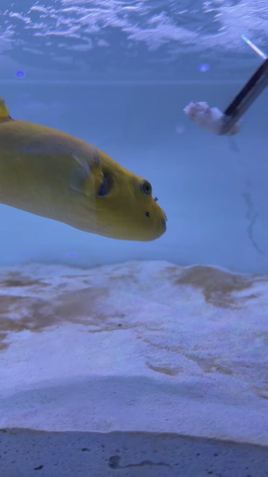 Golden Pufferfish Male GPM091501 WYSIWYG Size: L 7.25" approx