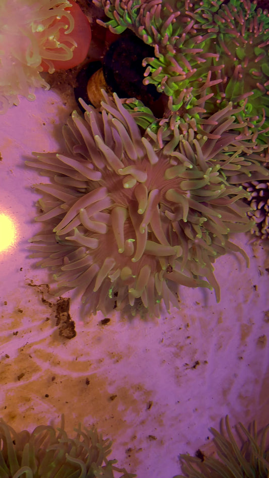 Neon Long Tentacle Anemone NLTA071902 WYSIWYG Size: ML 4" to 6" approx