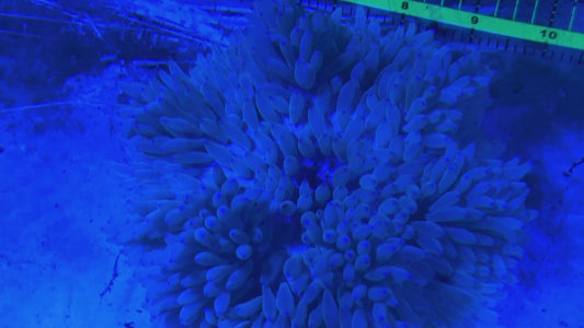 Purple Tip Sebae Anemone PTSA122701 WYSIWYG Size: XXL 6" and Above