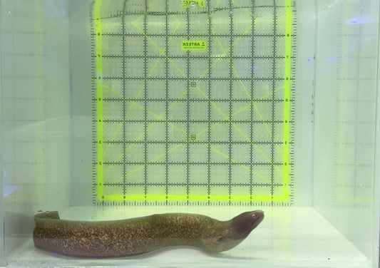 White Eye Moray Eel WEME120901 WYSIWYG Size: M 14" approx