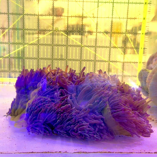 Purple Ritteri Anemone (Maldives Import) PRA062801 WYSIWYG Size: XL 10" approx