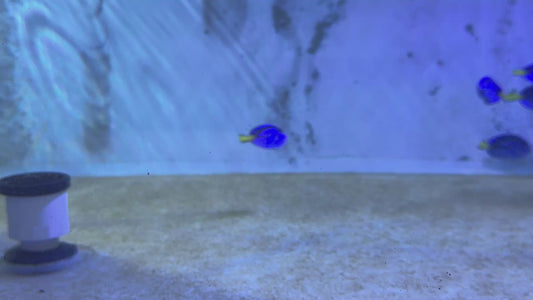 Blue Hippo Tang BHT100501 WYSIWYG Size: S 2"