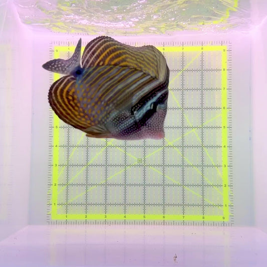 Desjardini Tang (Red Sea Sailfin Tang) DT110101 WYSIWYG Size: XL 5.5"