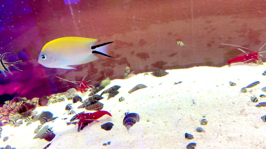 Swallowtail Angelfish Female (Reefsafe) SAF100502 WYSIWYG Size: XL 4.25"