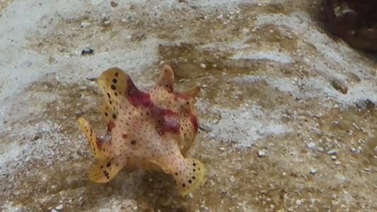 Angler A090301 WYSIWYG Size: M 2.5" approx