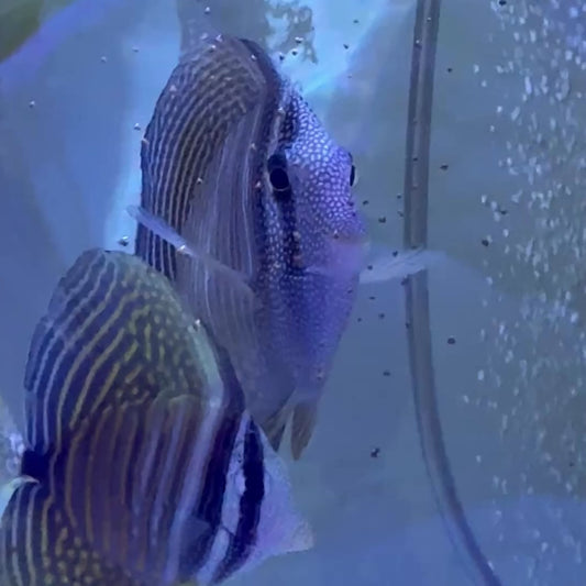 Desjardini Tang (Red Sea Sailfin Tang) DT122601 WYSIWYG Size: XL 5.75" approx