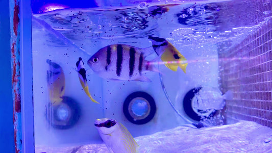 Onespot Foxface OF100502 WYSIWYG Size: ML 4.5"