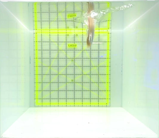 Golden Head Sleeper Goby GHG112301 WYSIWYG Size: M 4"