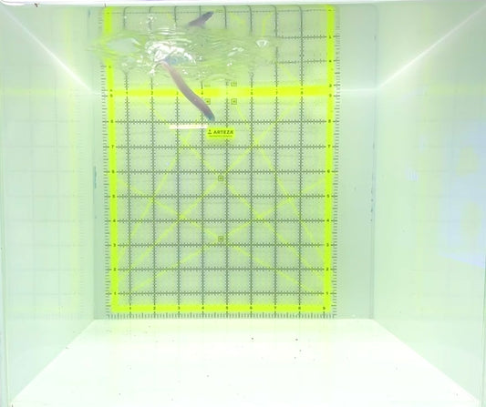 Blue Gudgeon Dartfish BGD112302 WYSIWYG Size: 3"