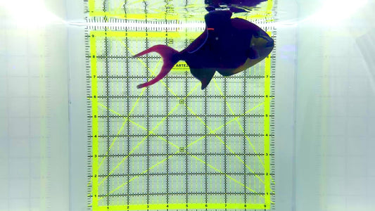 Niger Triggerfish NT102201 WYSIWYG Size: XXL 7"