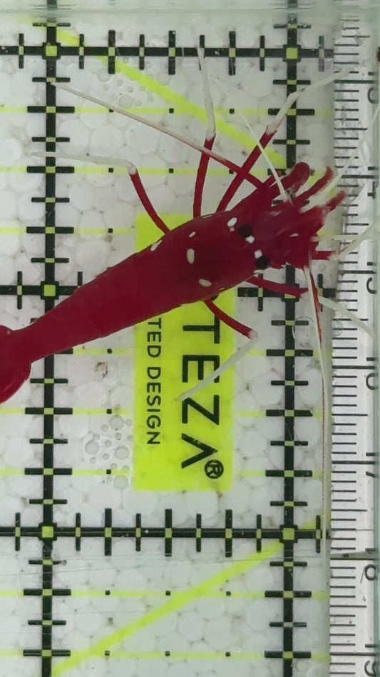 Fire Shrimp FS091604 WYSIWYG Size: XL 1.75"