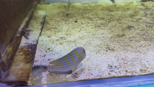 Clown Tang CT083101 WYSIWYG Size: M 4" approx