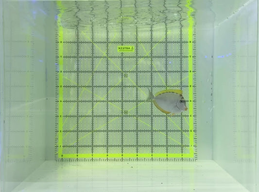 Blonde Naso Tang BNT120804 WYSIWYG Size: S 3"